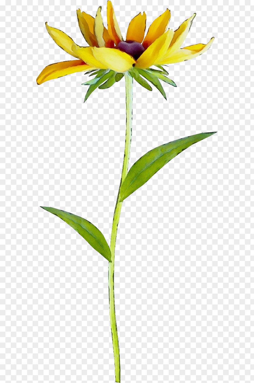 Petal Floristry Cut Flowers Plant Stem Herbaceous PNG