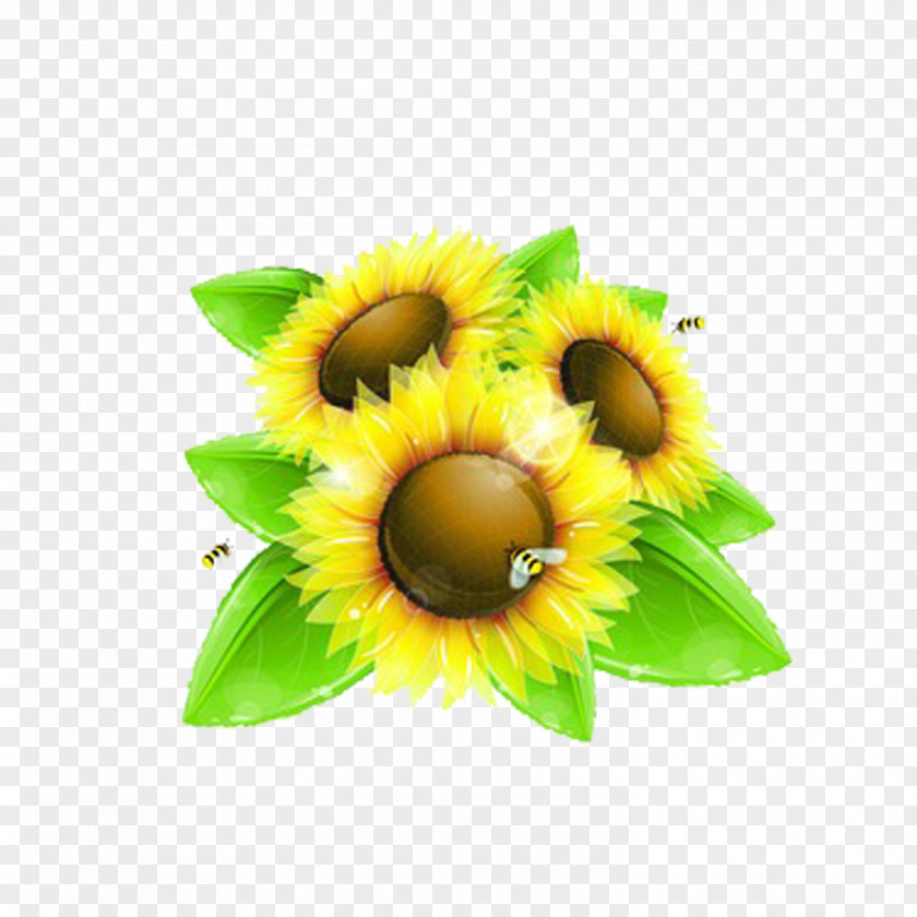 Sunflower Common Bee Clip Art PNG