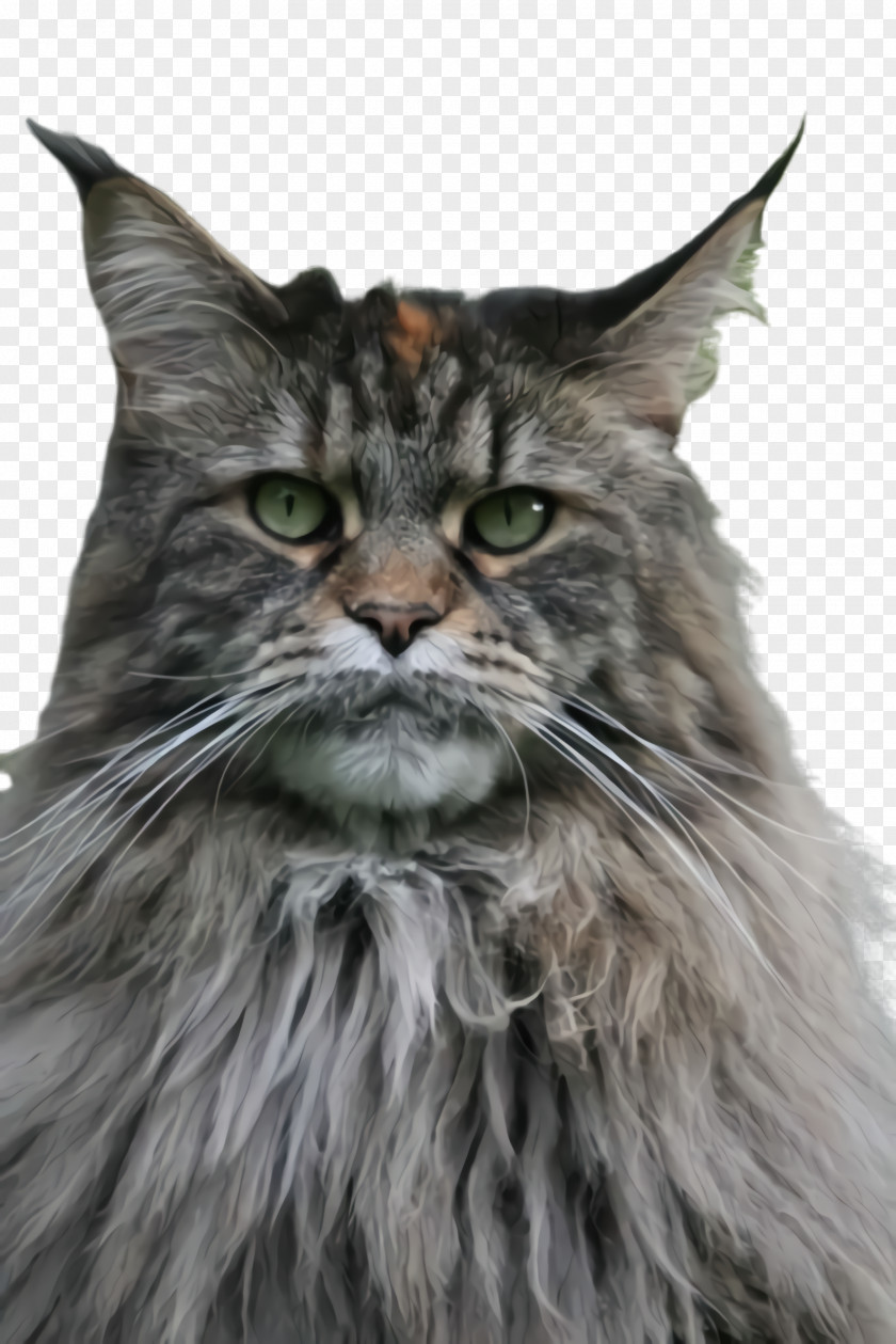 Norwegian Forest Cat Maine Coon Small To Medium-sized Cats Whiskers Domestic Long-haired PNG