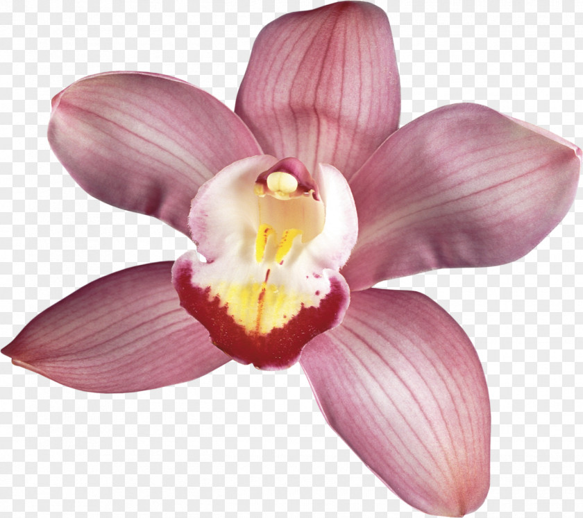 Orchids Moth Flower Photography Cattleya PNG