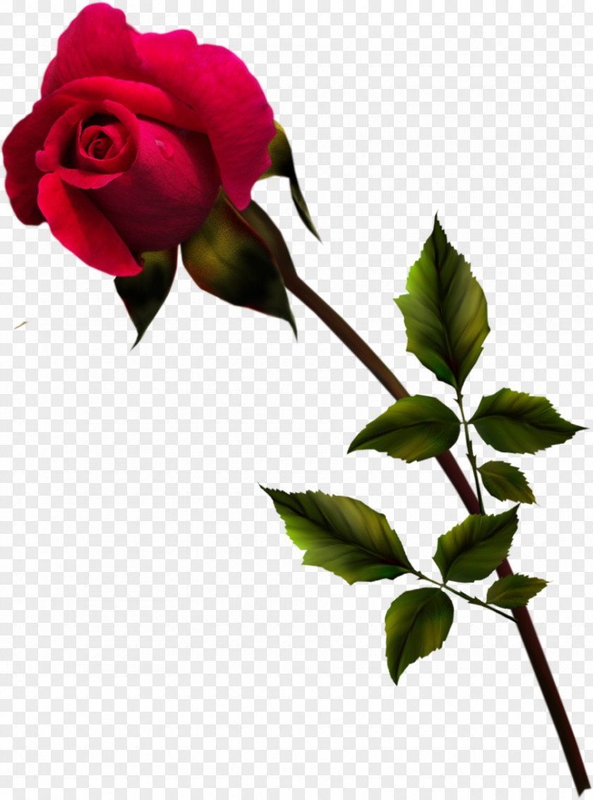 Red Rose Rosa Gallica Centifolia Roses Flower Garden Blue PNG