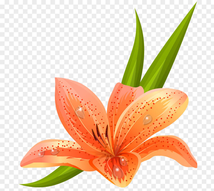 Tiger Lily Vector Graphics Clip Art Orange Drawing PNG