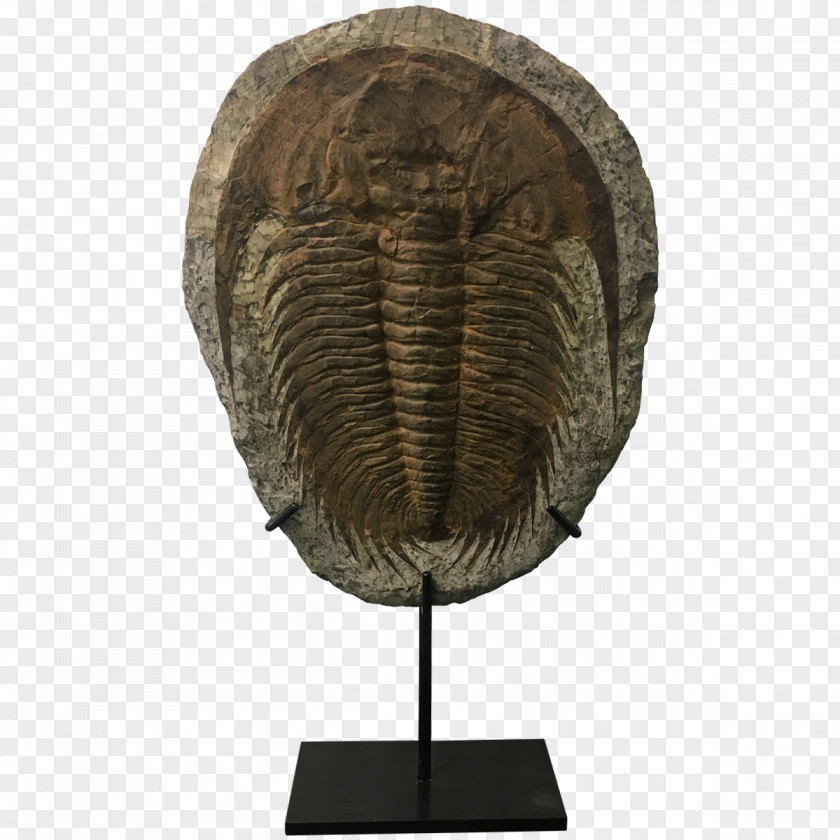Trilobite Sculpture PNG