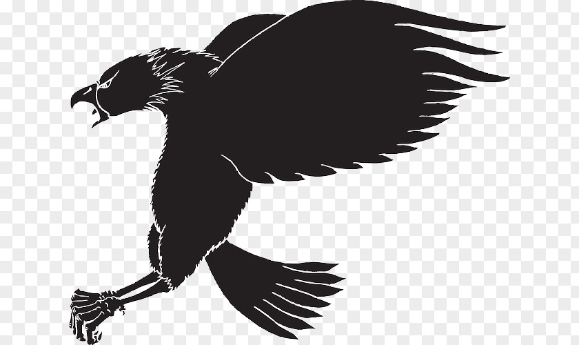 Bird Bald Eagle Clip Art PNG