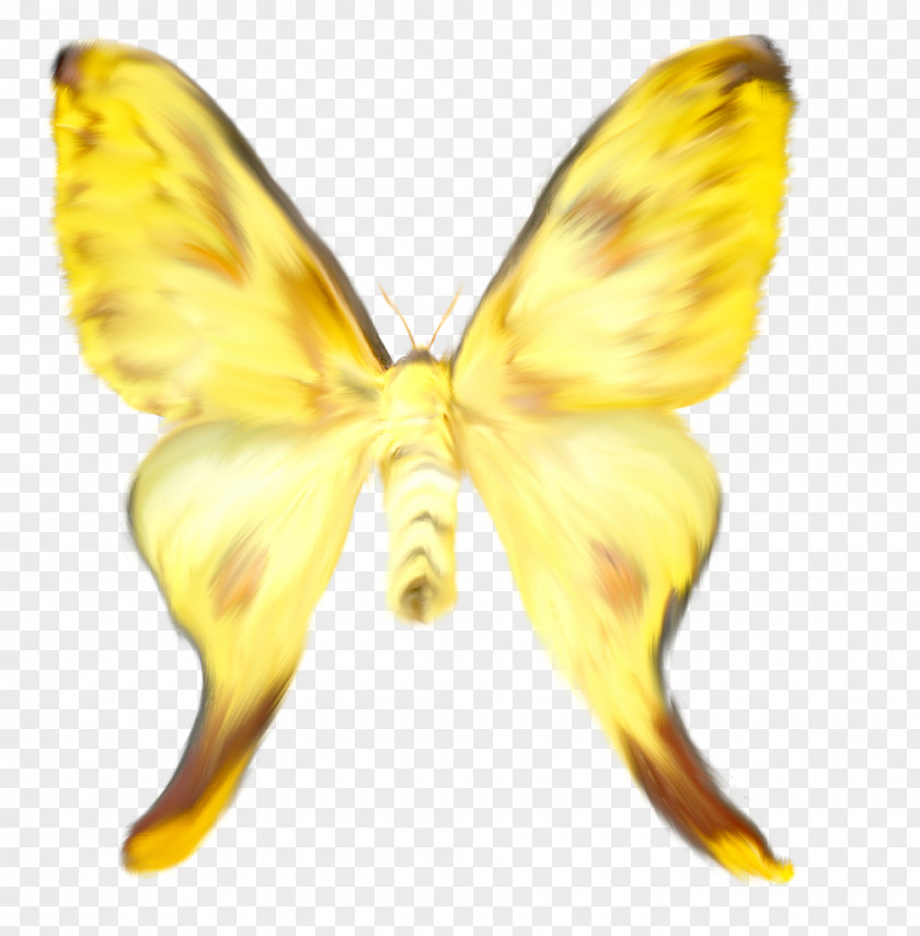 Butterfly Watercolor Painting Pieridae Yellow Silkworm PNG