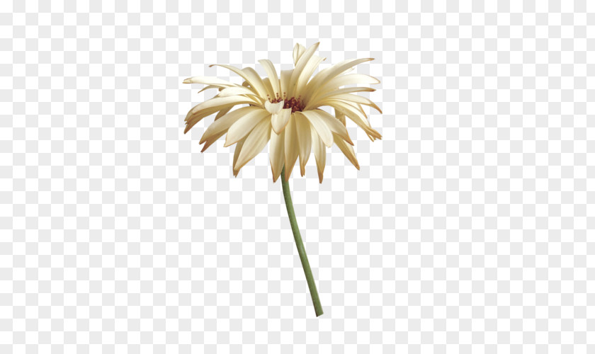 Flower Transvaal Daisy Clip Art PNG