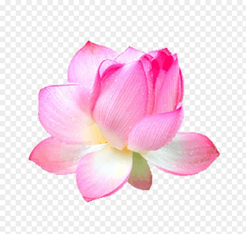 Pink Lotus Rose Download PNG