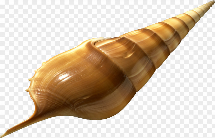 Shankha Wind Instrument Conch Sea Snail Musical Lymnaeidae PNG