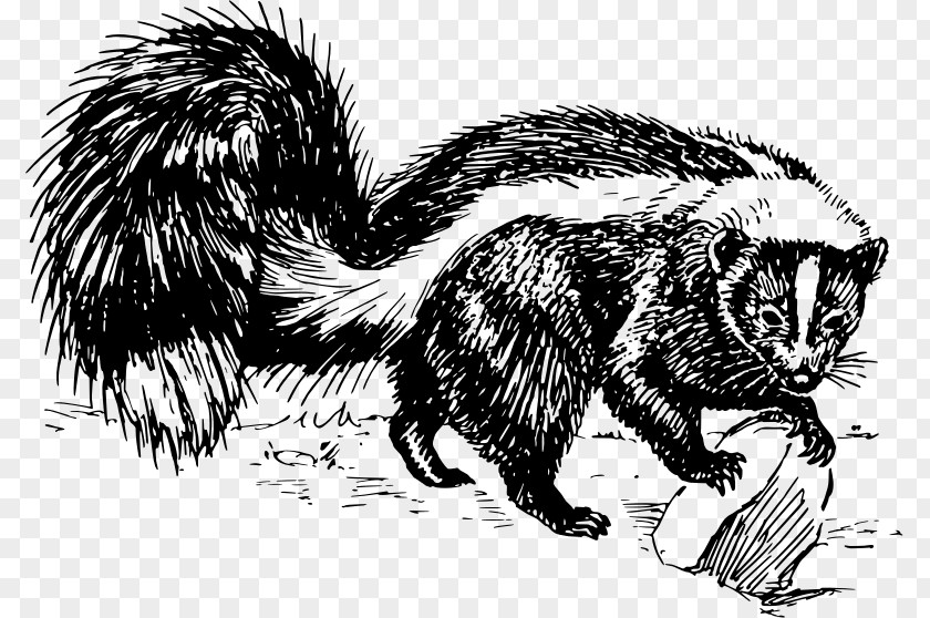 Skunk Striped Spotted Drawing Black And White PNG