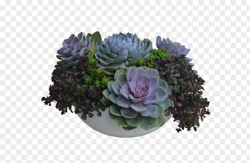 Suculent Table Succulent Plant Flower Floral Design Floristry PNG