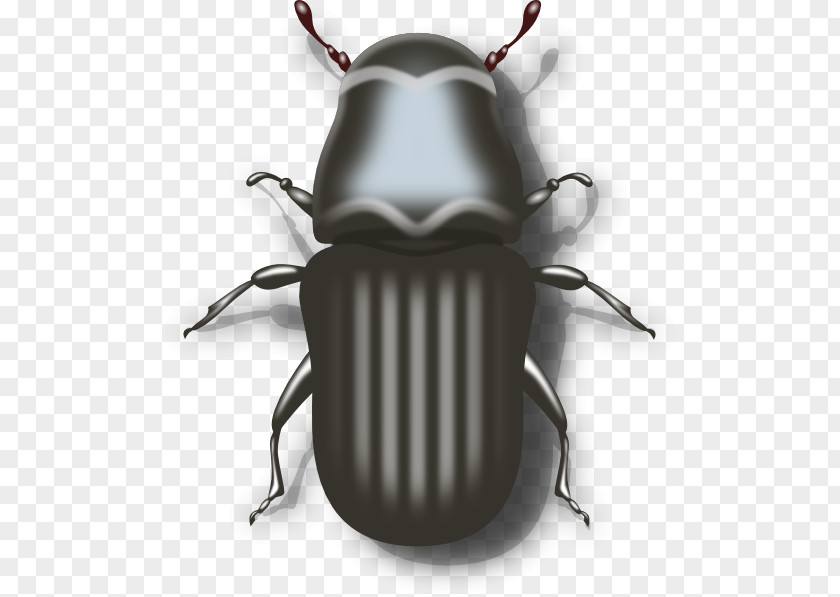 Beetle Mountain Pine Clip Art PNG