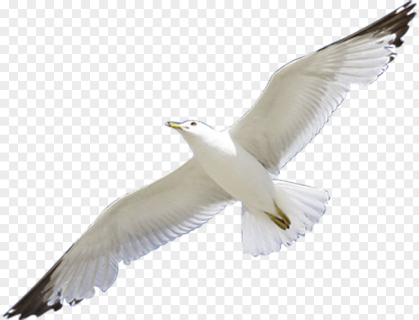 Bird European Herring Gull Clip Art PNG