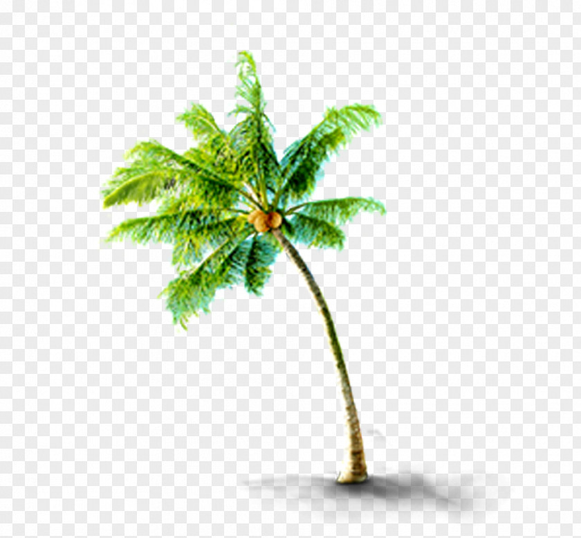 Tropical Coconut Trees CorelDRAW PNG