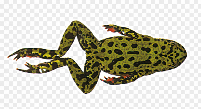 Amphibian True Frog And Toad PNG