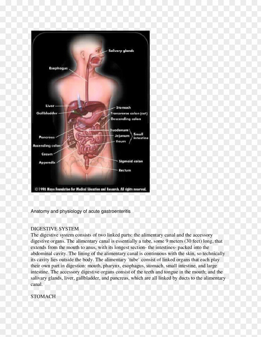 Gastrointestinal Tract Human Digestive System Poliomyelitis Digestion Small Intestine PNG