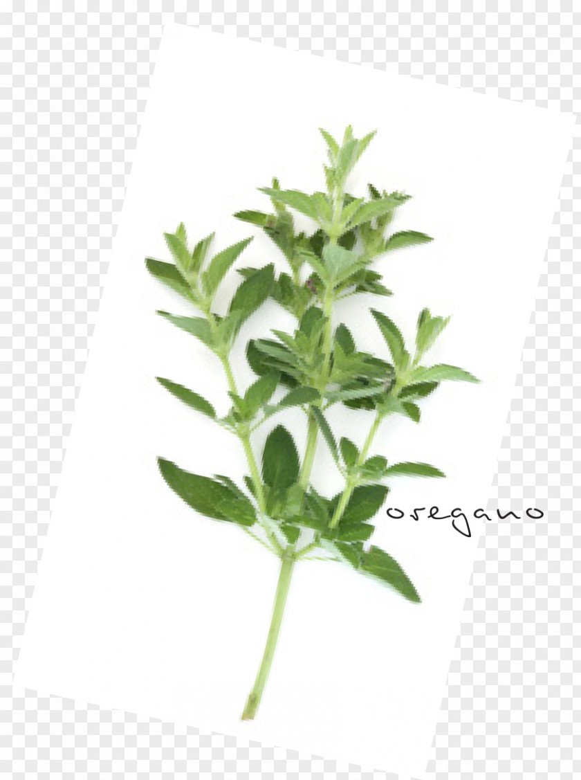 Leaf Herbalism Plant Stem Tree PNG