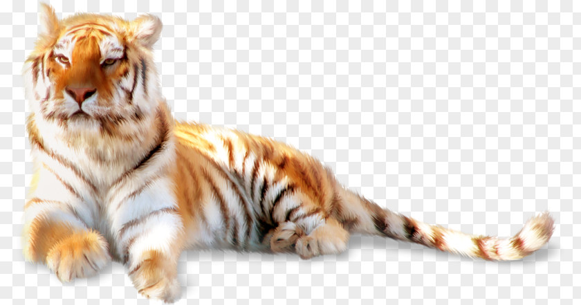 Lying Tiger Siberian Felidae Whiskers Cat PNG