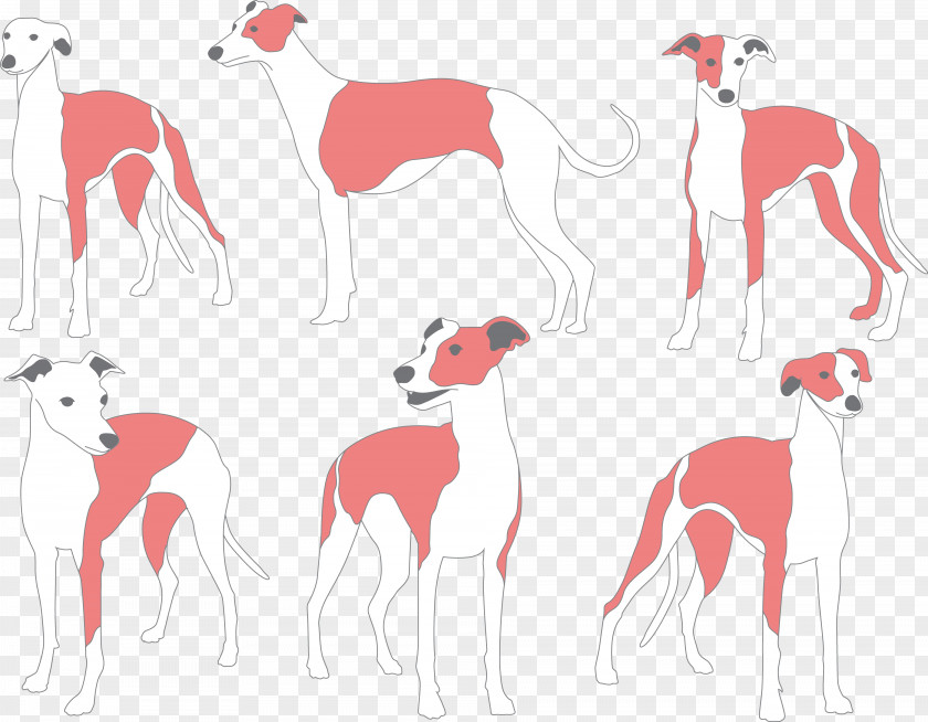 Painted Dog Whippet Italian Greyhound Galgo Espaxf1ol Breed PNG
