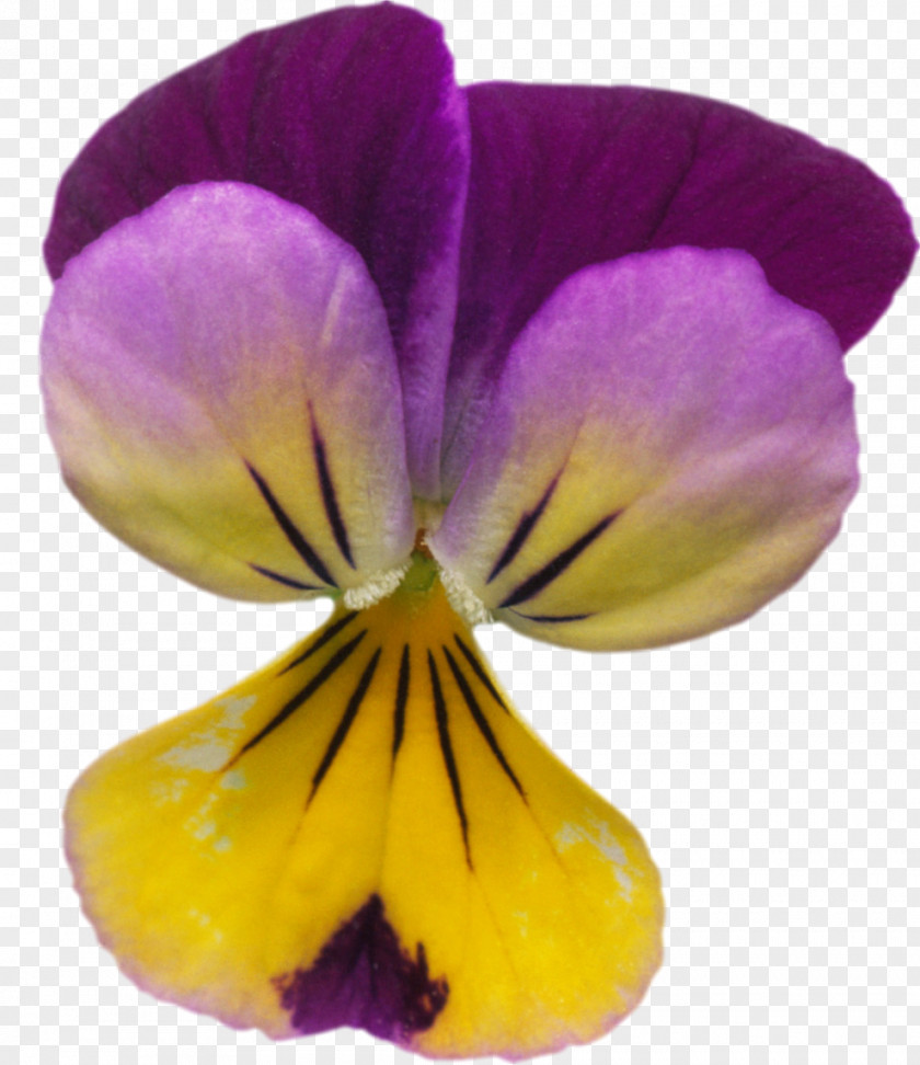 Pansy Taken Over Violet Purple Lilac PNG