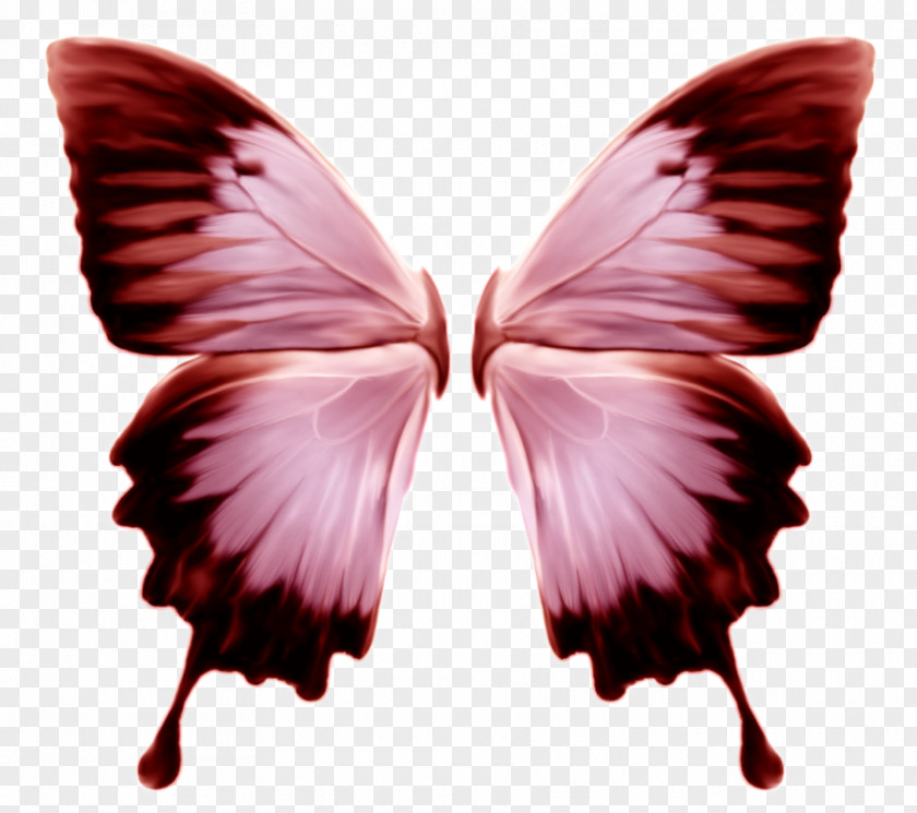 Butterfly Ulysses Insect Clip Art Wing PNG