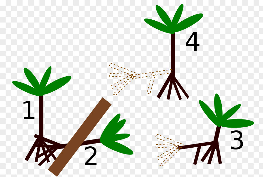 Dunia Baru Pohon Socratea Exorrhiza Palm Trees Root Image Japanese Zelkova PNG