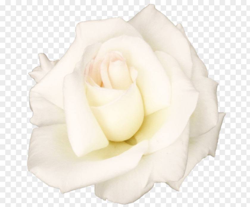 Flower Garden Roses Clip Art PNG