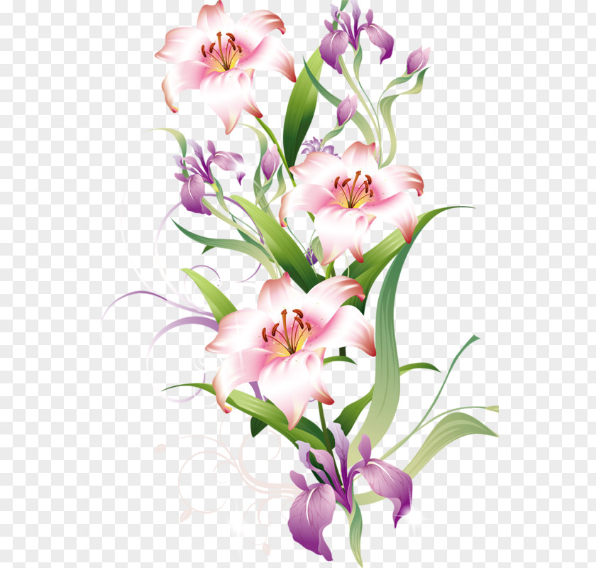 Hand-painted Lily Lilium Bulbiferum Flower Clip Art PNG