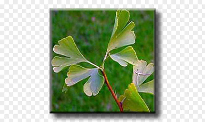 Ginkgo-biloba Leaf Broad-leaved Tree London Plane Albizia Julibrissin PNG