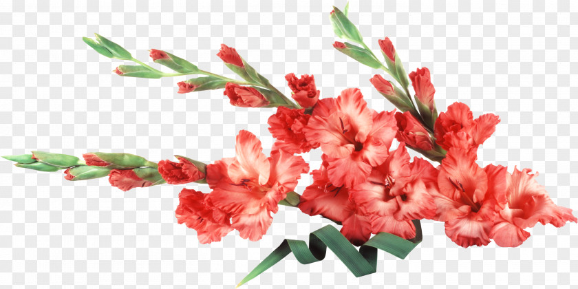 Gladiolus Cut Flowers Desktop Wallpaper PNG
