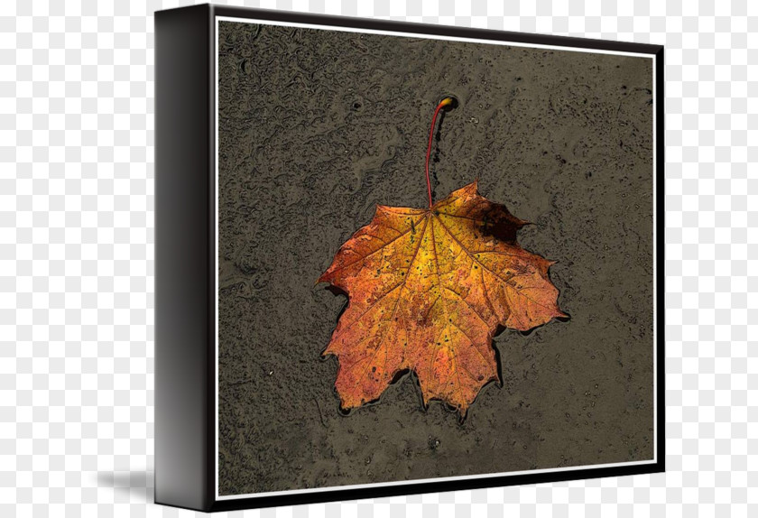 Leaf Maple PNG