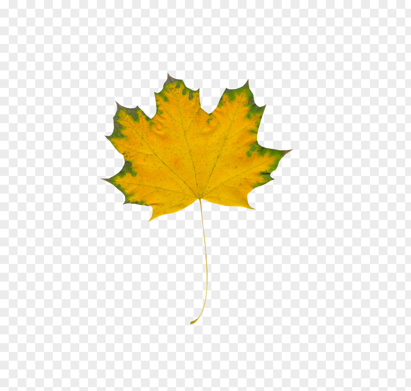 Moya NezhnostNouvelles Feuilles Autumn Leaves Maple Leaf Ty PNG