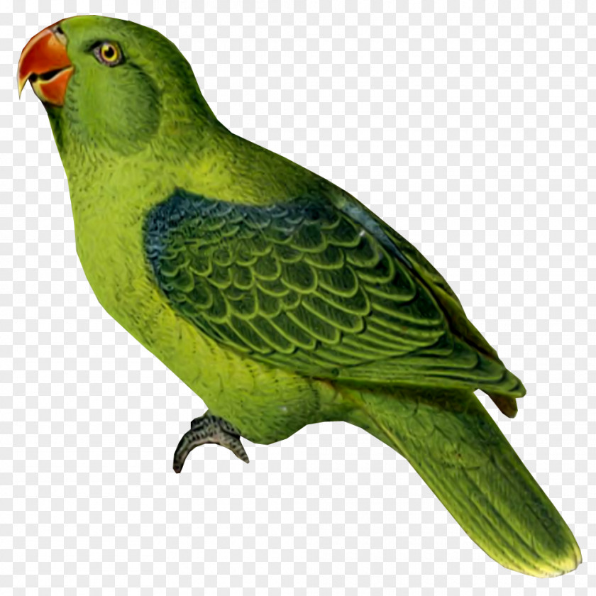 Parrots Bird Parrot Budgerigar Parakeet Cockatiel PNG