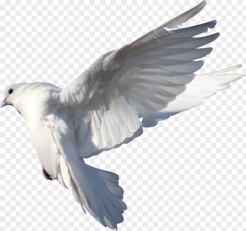Rock Dove Feather Bird PNG