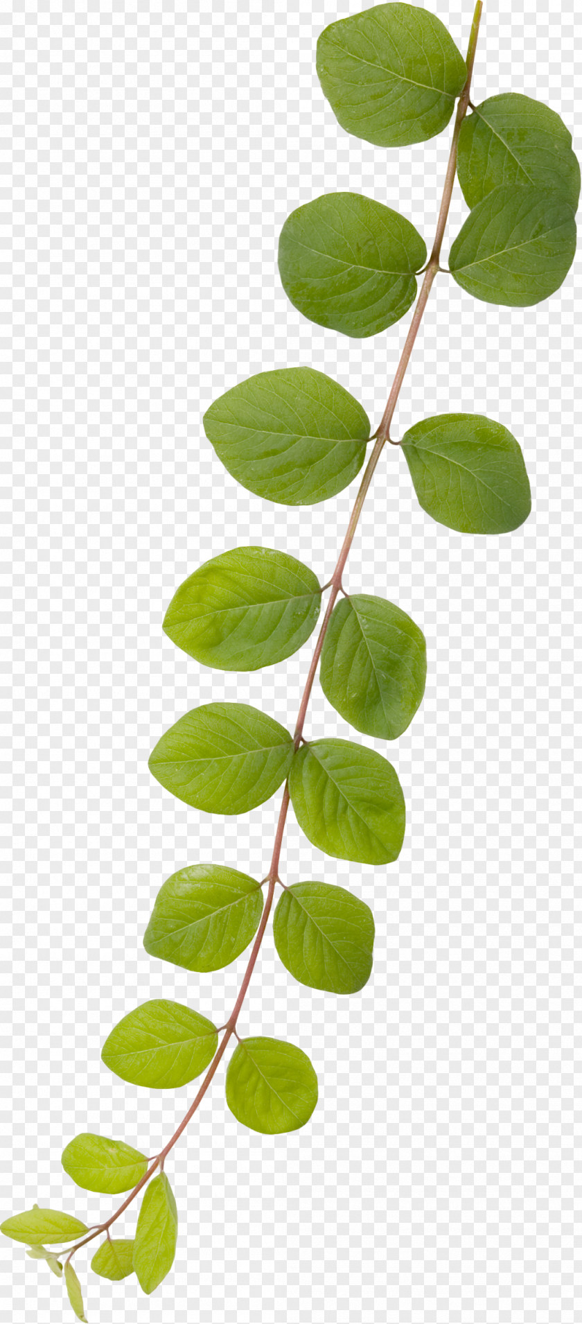 Branch Leaf Green PNG