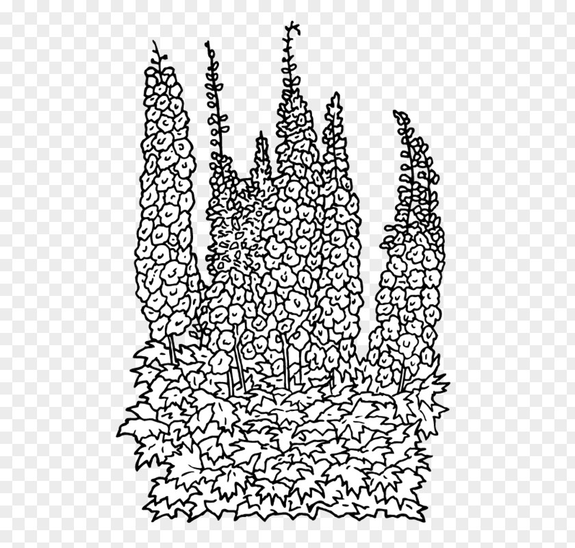 Delphinium Visual Arts Line Art White PNG