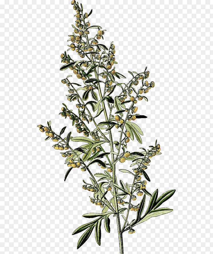 Herbaceous Plant Stem Flower Subshrub PNG