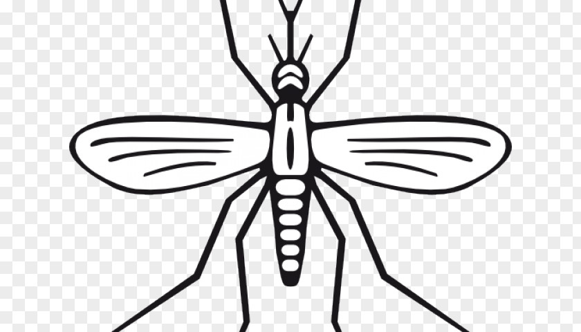 Insect Drawing Clip Art Vector Graphics Marsh Mosquitoes PNG