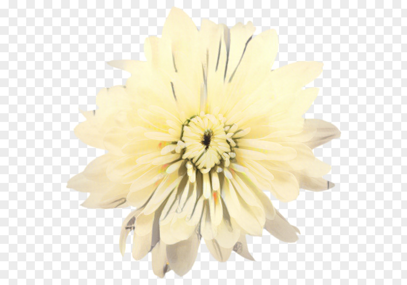 Aster Dahlia Flowers Background PNG