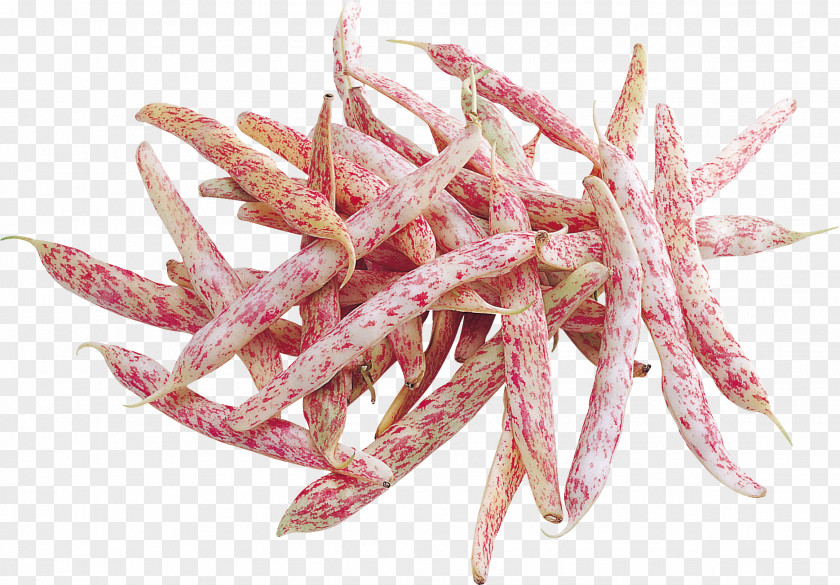 Chillicoriandermintgreen Common Bean PNG