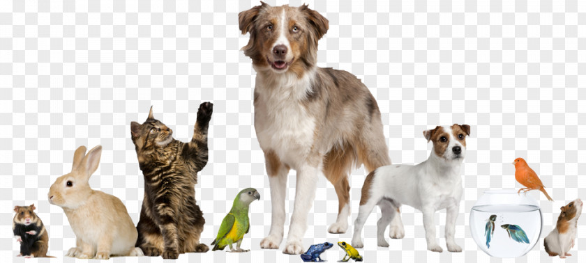 Dog Pet Sitting Cat Service Animal PNG