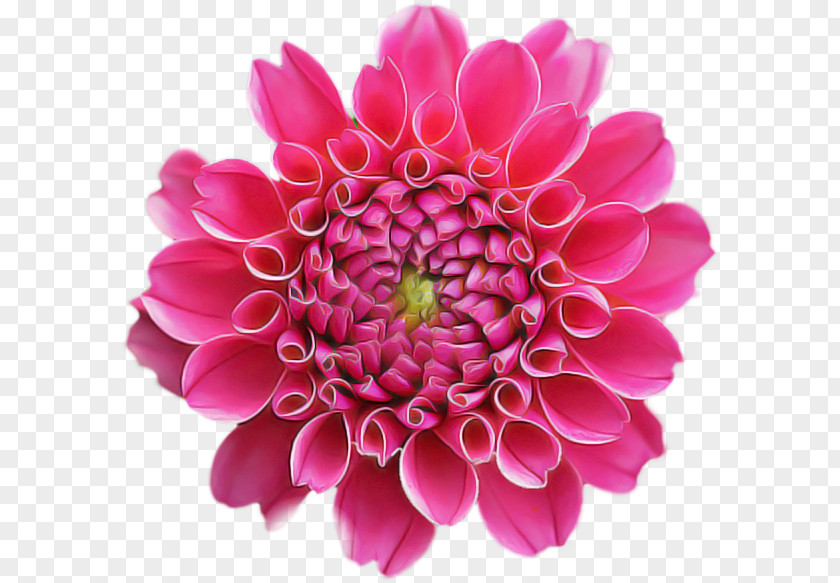 Floral Design PNG