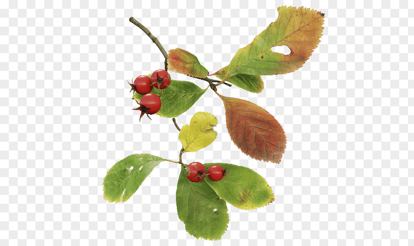 Hawthorn Crataegus Twig Leaf Crus-galli Tree Laevigata PNG