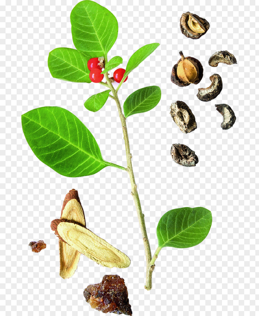 Plant Pathology Coca Plants Background PNG