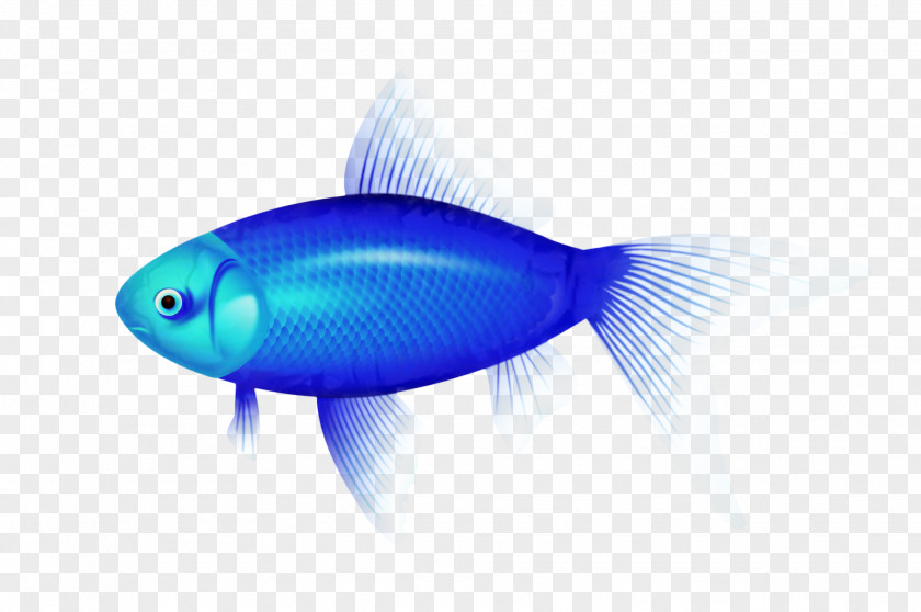 Bony Fishes Marine Biology PNG