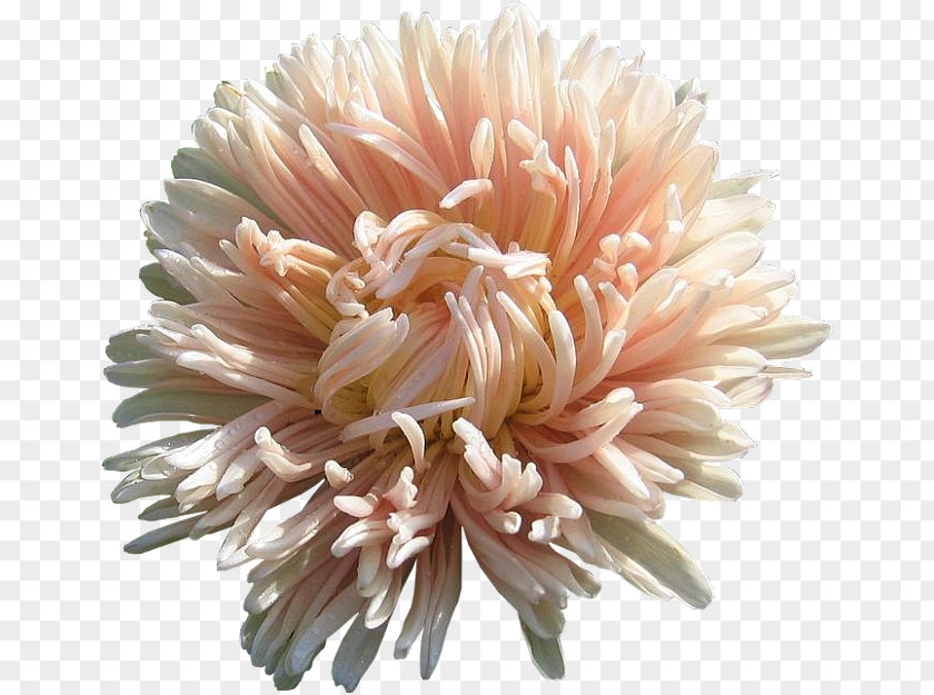 Chrysanthemum Transvaal Daisy Cut Flowers PNG