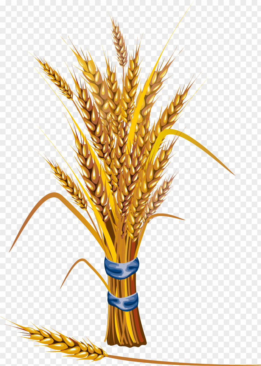 Food Grain Grass Wheat PNG