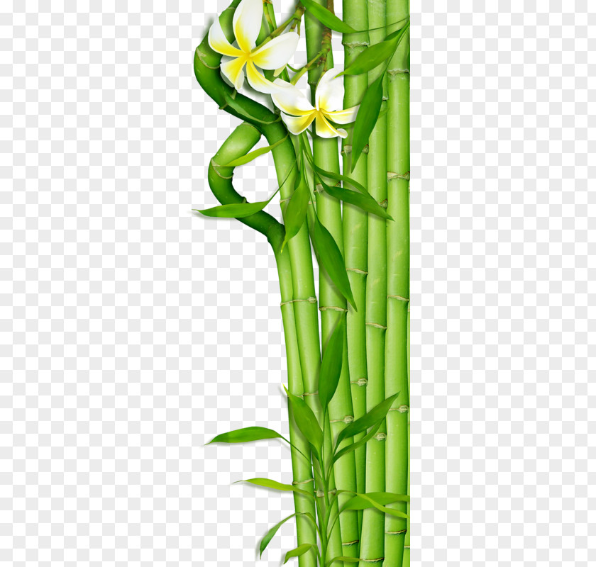 Green Bamboo Clip Art PNG