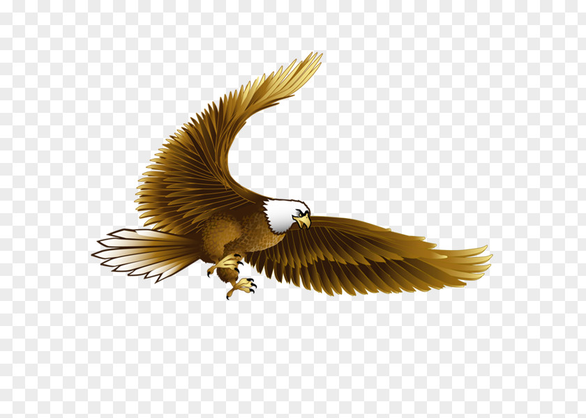 Pushup Bird Bald Eagle Hawk PNG