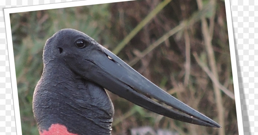 Stork Fauna Beak PNG