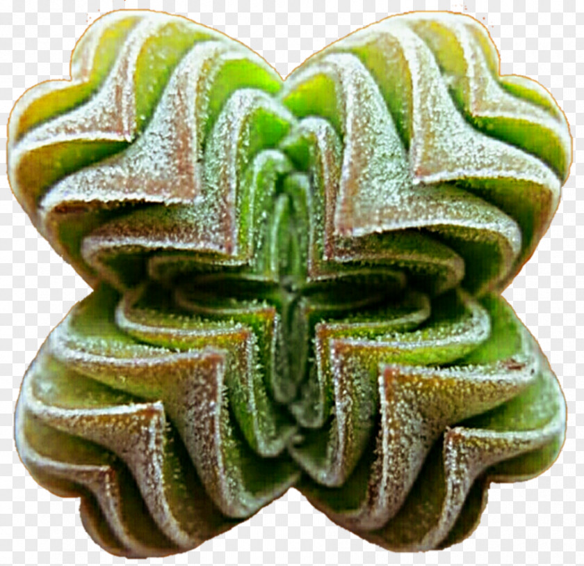 Suculent Succulent Plant Stock Photography DeviantArt Clip Art PNG